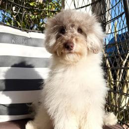 Willow - Parti female Double Doodle puppy in Southwest Ranches, Florida from Dandy Doodle Ranch