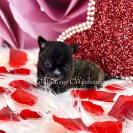 Reebok - Fawn brindled black male Chihuahua puppy in Anderson, South Carolina from Lil Treasures Chihuahuas