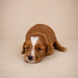 Lloyd - Red  male Goldendoodle puppy in Floyd, Virginia from Hearts and Paws Poodles and Doodles
