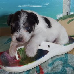 Miniature Schnauzers from Miniature Schnauzer Puppies of DFW