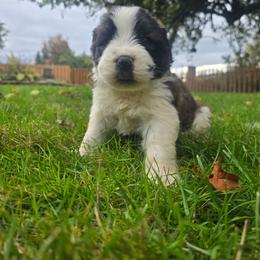 Rare female - Brown and white female Saint Berdoodle puppy in Castle Rock, Washington from PNW Saint Berdoodles