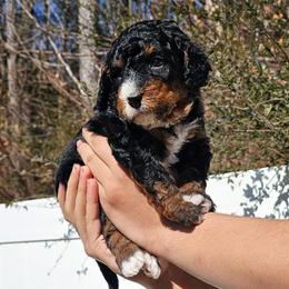 Sparkles - Tri-color female Bernedoodle puppy in Decatur, Georgia from So Adoodable