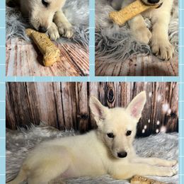 German Shepherd Puppies from Pocono GSD
