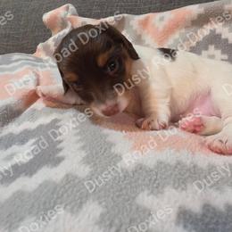 Patty - Chocolate and tan female Dachshund puppy in Blanchard, Oklahoma from Dusty Road Doxies