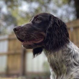 Boykin Spaniels and English Springer Spaniels from Eagle Trail Kennels