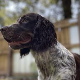 Boykin Spaniels and English Springer Spaniels from Eagle Trail Kennels