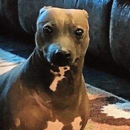 American Hairless Terriers from Matthews Ranch