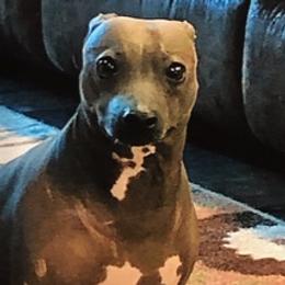 American Hairless Terriers from Matthews Ranch