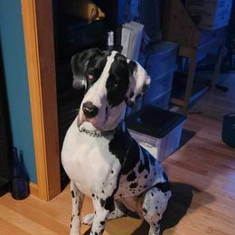 Girl 1 - Harlequin Great Dane puppy in Lawrenceburg, Indiana from Jordan Giants