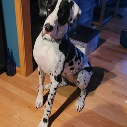 Girl 1 - Harlequin Great Dane puppy in Lawrenceburg, Indiana from Jordan Giants