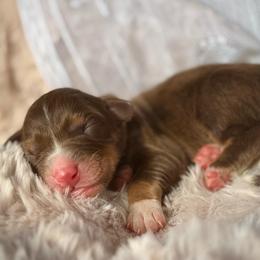 Girl - 4 - Red tri-color female Australian Shepherd puppy in Ramona, California from Blue Moon Aussies