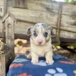 Iridessa (2800) - White merle female American Corgi puppy in Valley, Washington from Corgis of the Mountain Valley