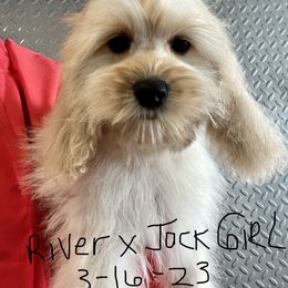 Cockapoo, Cocker Spaniel, and Poodle Puppies from Camic Cockapoos