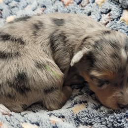 Reese - Blue merle male Miniature Australian Shepherd puppy in Deer Park, Washington from Rodeo Aussies