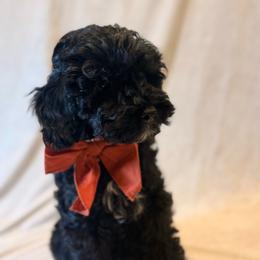 Dune - Black and white male Cockapoo puppy in Saint Louis, Missouri from Jax Doodles