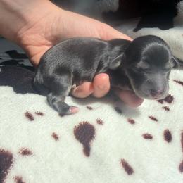 Black and cream Female - Black and cream female Dachshund puppy in Umatilla County, Oregon from Divine Dogs