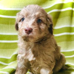 Coffee - Red merle male Aussiedoodle puppy in Mulino, Oregon from Korbella Farm