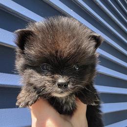 Dolores - Brindle female Pomeranian puppy in Hooksett, New Hampshire from Granite State Pomeranians