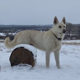 Zeke - German Shepherd