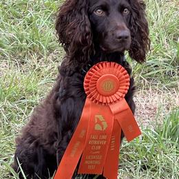 Boykin Spaniel Puppies from Sliding Creek Retrievers