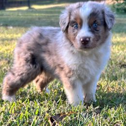 Fez - Red merle male Australian Shepherd puppy in Butler, Georgia from Aussies at Howling Hill Farm