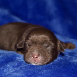 Randy Travis - Red tri male Miniature Australian Shepherd puppy in Godley, Texas from Bradley Kennels