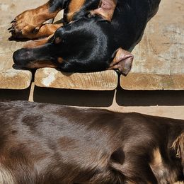 Dachshunds from Kristen Yonkie