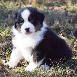 Agnarr - Black tri-color male Australian Shepherd puppy in Easton, Missouri from MMA Kennel