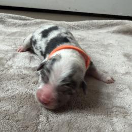 Australian Shepherd Puppies from Madeline Lee