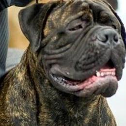 Piper - Bullmastiff