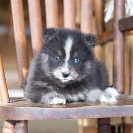 Crush - Tri-color female Pomsky puppy in Moultonborough, New Hampshire from Foxfire Arctic Spitz