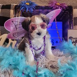 Miniature Schnauzer Puppies from T & A Cali Schnauzer