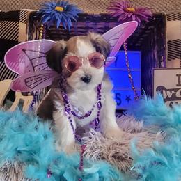 Miniature Schnauzer Puppies from T & A Cali Schnauzer