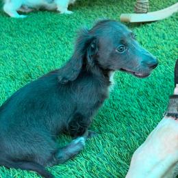 Shade - Gray (blue) male Dachshund puppy in Irving, Texas from DFW Dachshunds by G & S