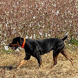 Catahoula Leopard Dogs from Crabtree Catahoulas