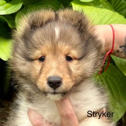 Stryker - Sable and white male Shetland Sheepdog puppy in Iowa from Karmayne Kennels