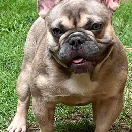 Vader Tater - French Bulldog