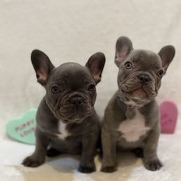 French Bulldog Puppies from Laurelwood Frenchies CA