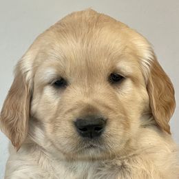 Juniper - Golden Golden Retriever puppy in Roseburg, Oregon from Elevation Retrievers