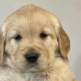 Juniper - Golden Golden Retriever puppy in Roseburg, Oregon from Elevation Retrievers