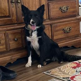 Dorie - Border Collie