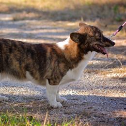 Spice - American Corgi