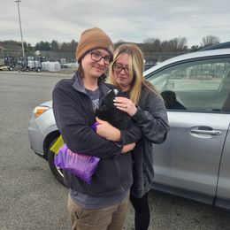Aussiedoodle and Australian Shepherd Puppies from Holly Ridge Aussies
