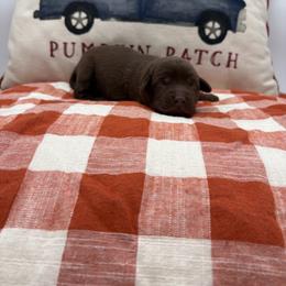 Light pink - Chocolate female Labrador Retriever puppy in Heath Springs, South Carolina from Rich Hill Retrievers