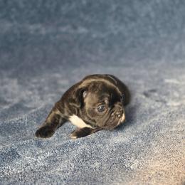 Girl 1 - White and brindle female French Bulldog puppy in Alexander City, Alabama from Lake Martin Fancy Frenchies