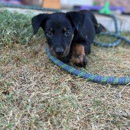 Voyager - Black and rust Beauceron puppy in Haslet, Texas from Wanderlust Beaucerons