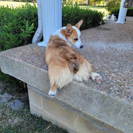 Boy 1 - Fawn Pembroke Welsh Corgi puppy in Waynesboro, Tennessee from Cole's Corgi Compound