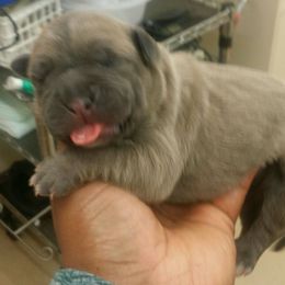 Cane Corso Puppies from Forza Cane Corso