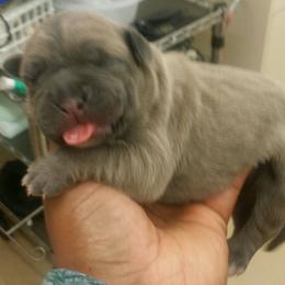 Cane Corso Puppies from Forza Cane Corso