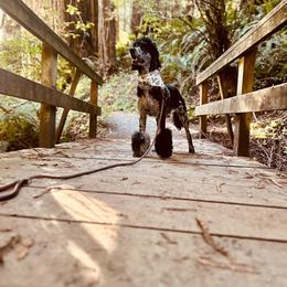 Cow - Goldendoodle